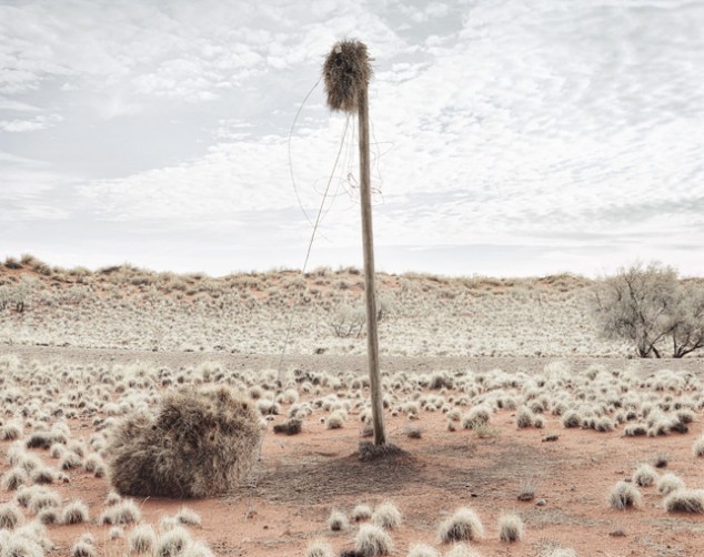 Des nids géants sur les poteaux téléphoniques du Kalahari nids geants tisserin poteau 8 nids-geants-tisserin-poteau-8