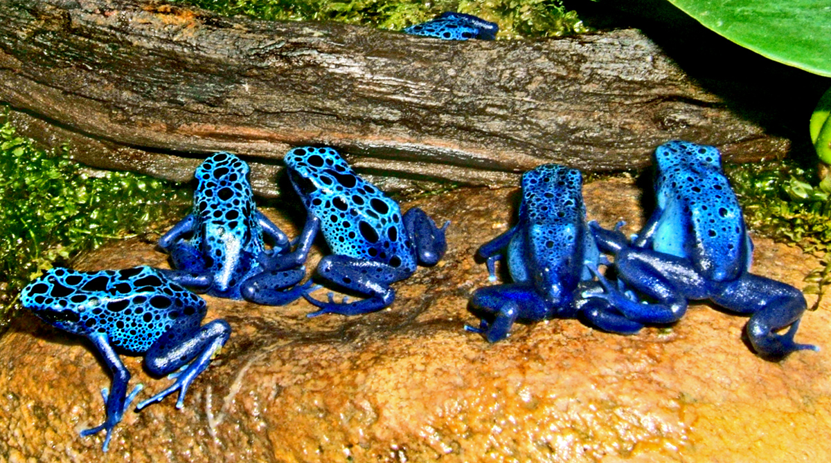 okopipi grenouille bleue dendrobates tinctorius Okopipi bleu Dendrobates tinctorius couvert de taches noires