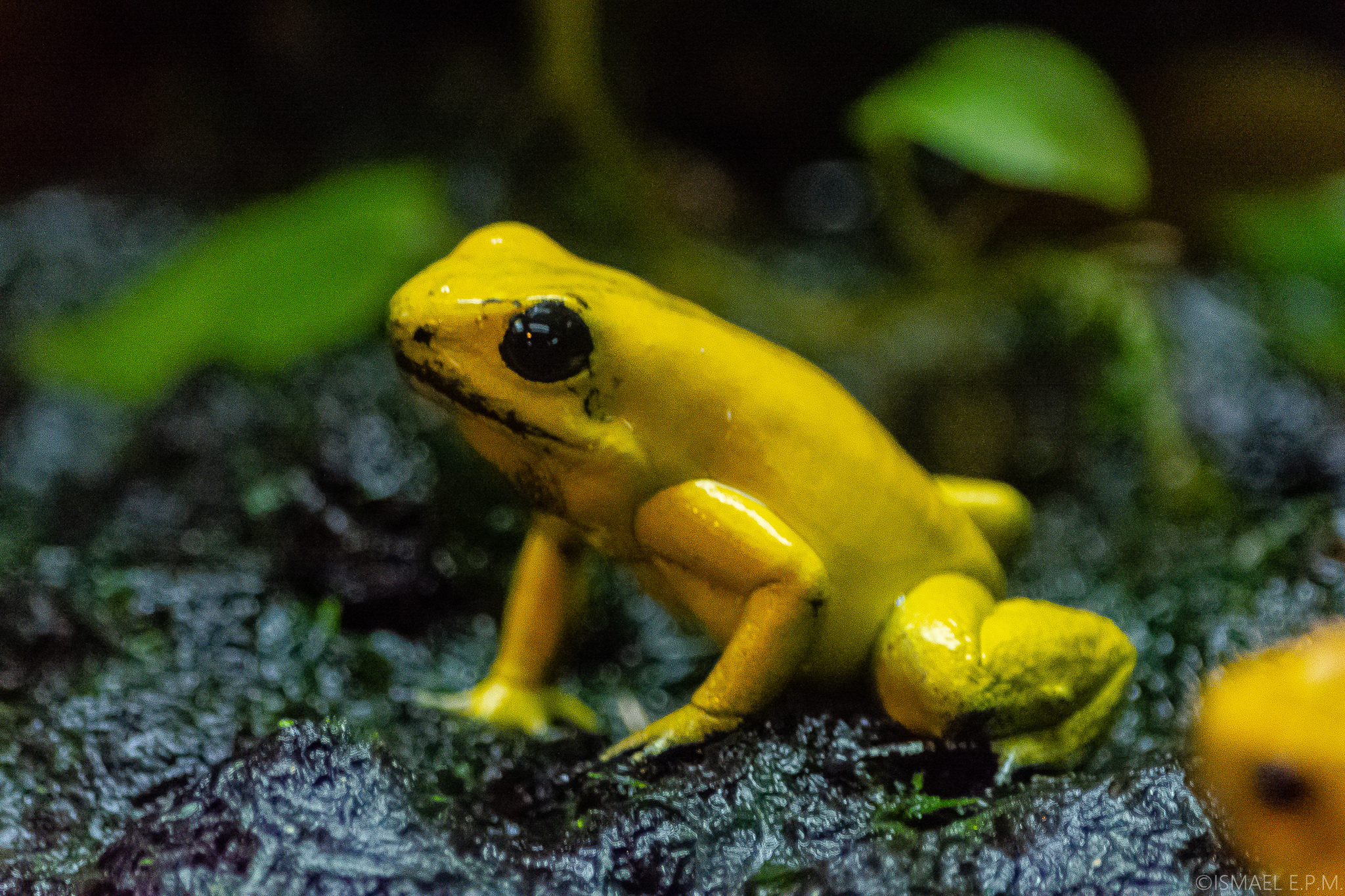 Phyllobate terrible jaune considérée comme la grenouille la plus toxique du monde Phyllobate terrible jaune considérée comme la grenouille la plus toxique du monde