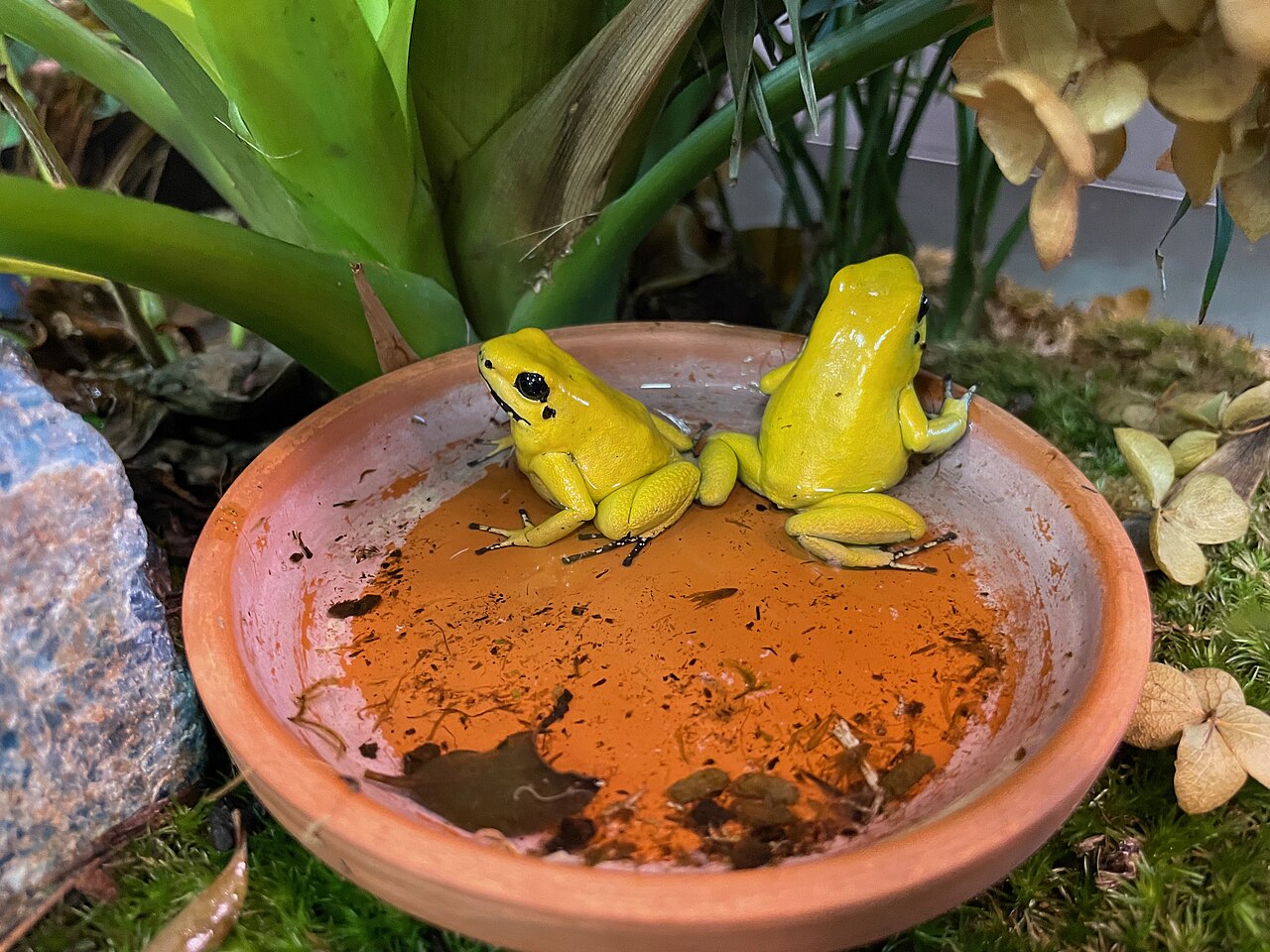 Phyllobates terribles jaunes Phyllobates terribles jaunes