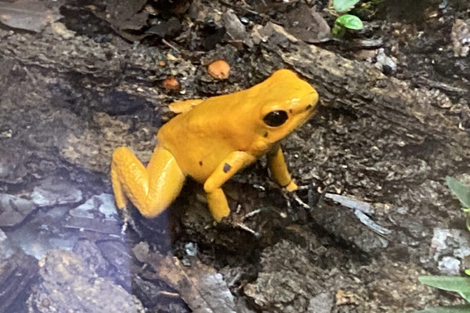 La grenouille la plus toxique du monde : la phyllobate terrible phyllobate terrible grenouille jaune toxique 3 phyllobate terrible grenouille jaune toxique 3