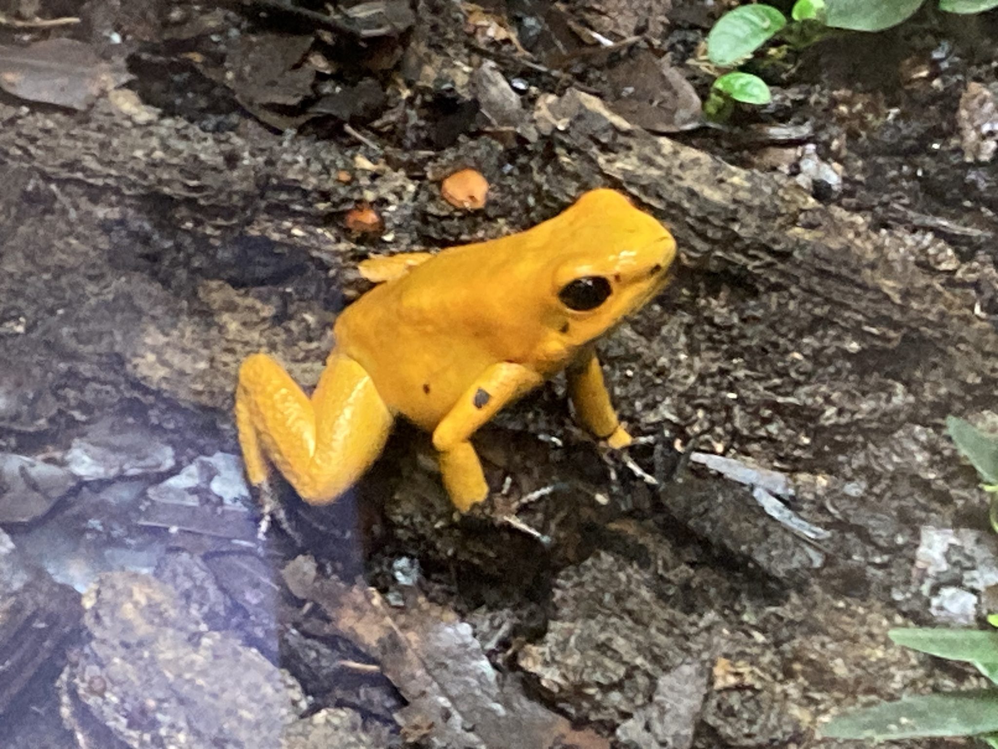 phyllobate terrible grenouille jaune toxique 3 phyllobate terrible grenouille jaune toxique 3