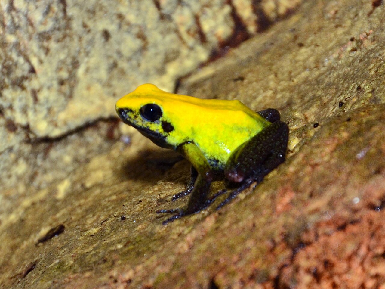 Phyllobates bicolor jaune avec des pattes sombres Phyllobates bicolor jaune avec des pattes sombres