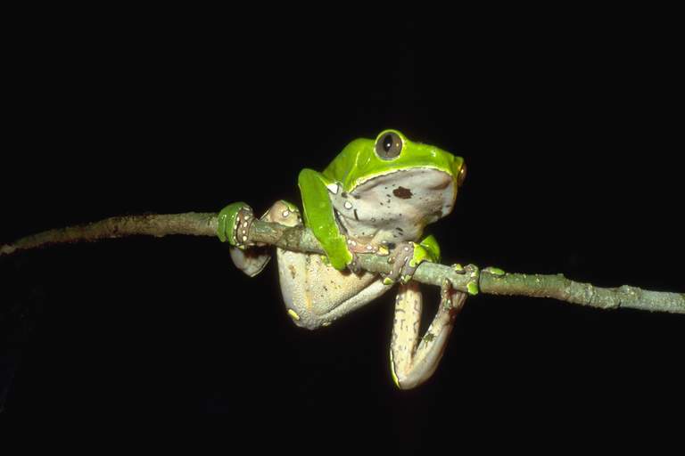 Rainette singe verte Phyllomedusa bicolor sur une branche Rainette singe verte Phyllomedusa bicolor sur une branche