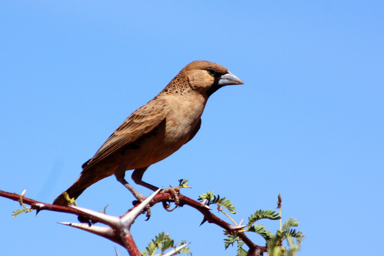 republicain social philetairus socius oiseau Républicain social, petit oiseau tisserand au plumage brun photographié dans le Kalahari