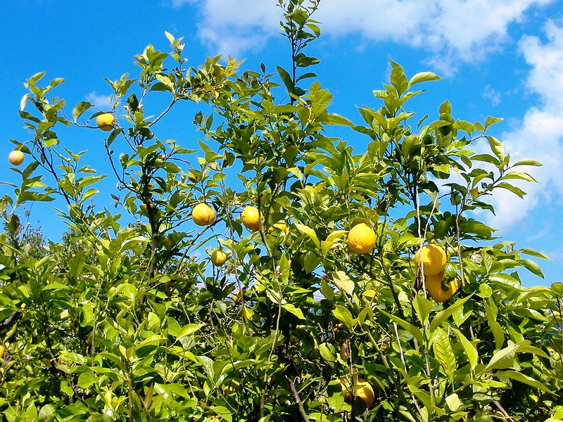 7 forêts insolites foret citronnier foret-citronnier