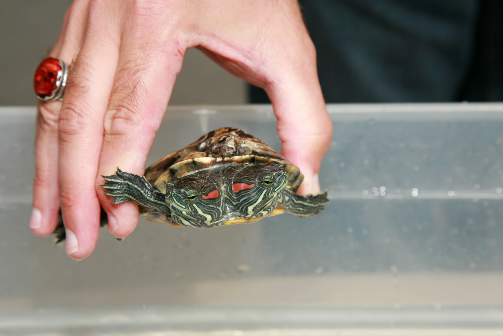 10 étranges et effrayants animaux à deux têtes tortue a deux tetes animaux-a-deux-tetes-tortue-a-deux-tetes