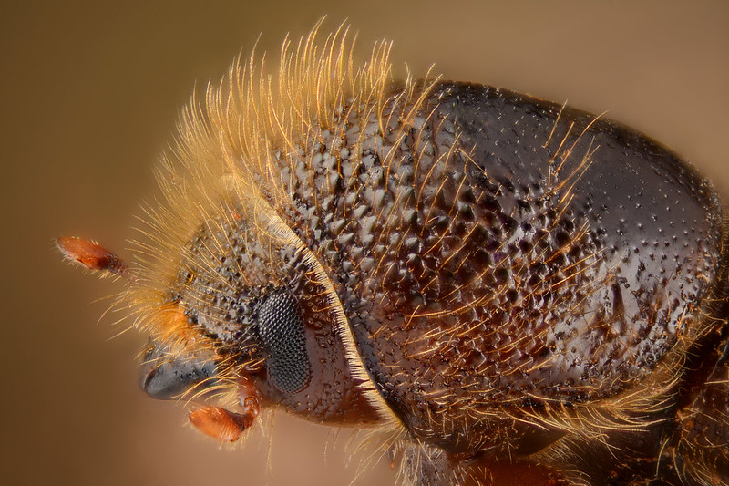 Monstruosités au microscope Bostryche typographe Bostryche-typographe