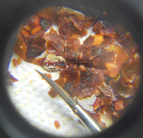 Micro-peinture par Hasan Kale micro peinture Hasan Kale 3 micro-peinture-Hasan-Kale-3