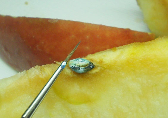 Micro-peinture par Hasan Kale micro peinture Hasan Kale 6 micro-peinture-Hasan-Kale-6