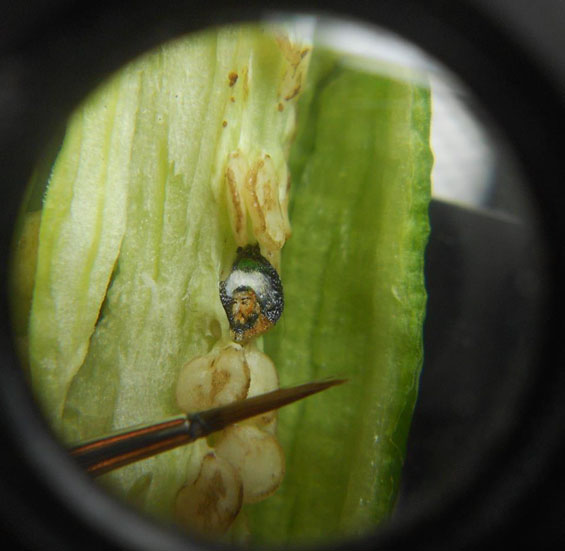 Micro-peinture par Hasan Kale micro peinture Hasan Kale poivron 2 micro-peinture-Hasan-Kale-poivron-2