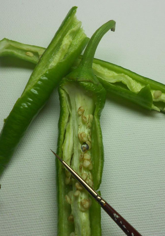 Micro-peinture par Hasan Kale micro peinture Hasan Kale poivron micro-peinture-Hasan-Kale-poivron