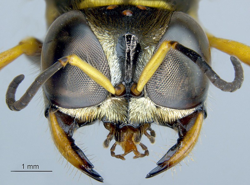 Monstruosités au microscope monstruosites au microscope 1 tete de guepe monstruosites-au-microscope-1-tete-de-guepe