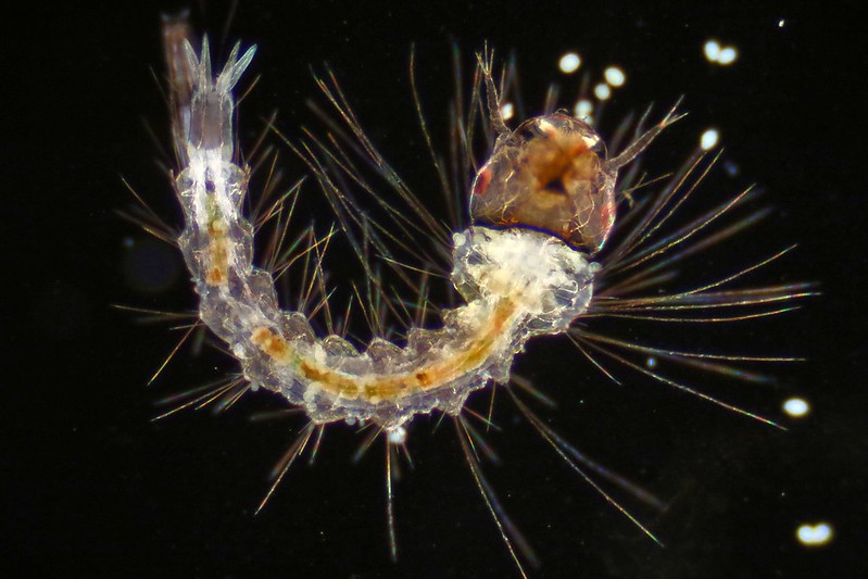 Monstruosités au microscope monstruosites au microscope 13 larve de moustique monstruosites-au-microscope-13-larve-de-moustique