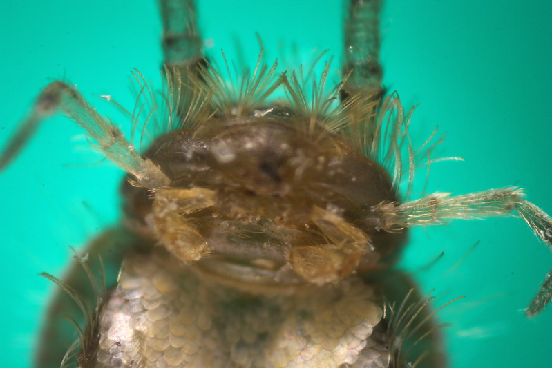 Monstruosités au microscope monstruosites au microscope 14 poisson argent monstruosites-au-microscope-14-poisson-argent