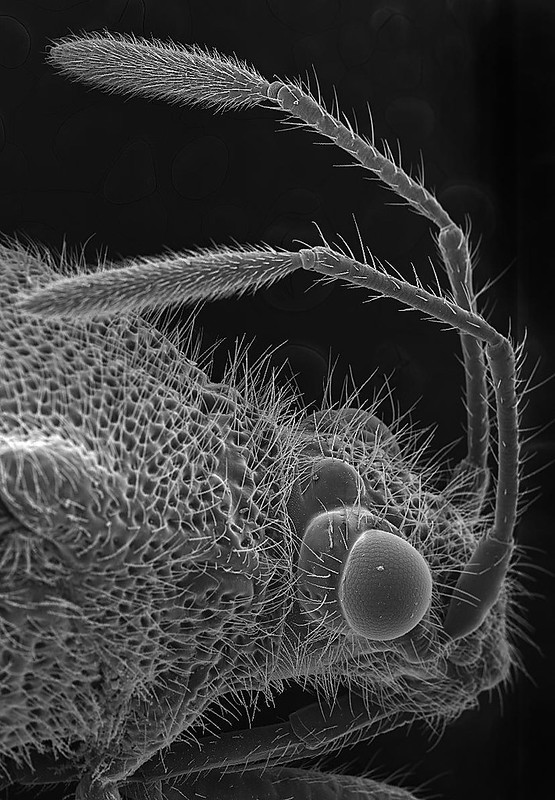 Monstruosités au microscope monstruosites au microscope 16 gendarme monstruosites-au-microscope-16-gendarme