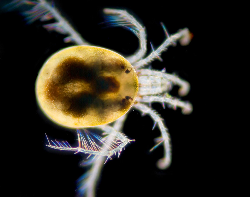 Monstruosités au microscope monstruosites au microscope 18 mite monstruosites-au-microscope-18-mite