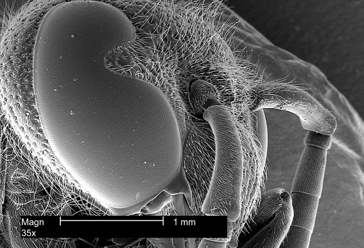 Monstruosités au microscope monstruosites au microscope 2 tete de guepe monstruosites-au-microscope-2-tete-de-guepe