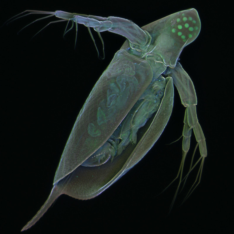 Monstruosités au microscope monstruosites au microscope 20 daphnia monstruosites-au-microscope-20-daphnia-pulex