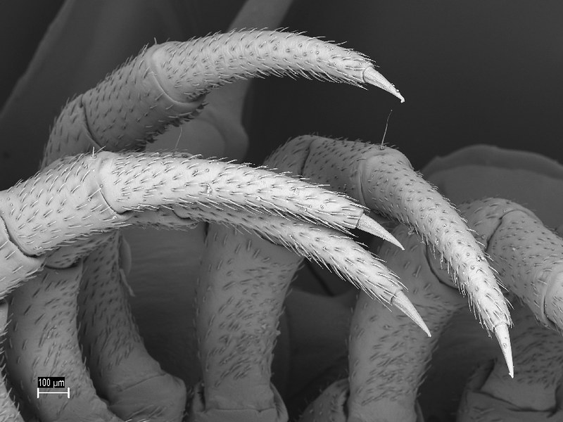 Monstruosités au microscope monstruosites au microscope 20 mille patte monstruosites-au-microscope-20-mille-patte