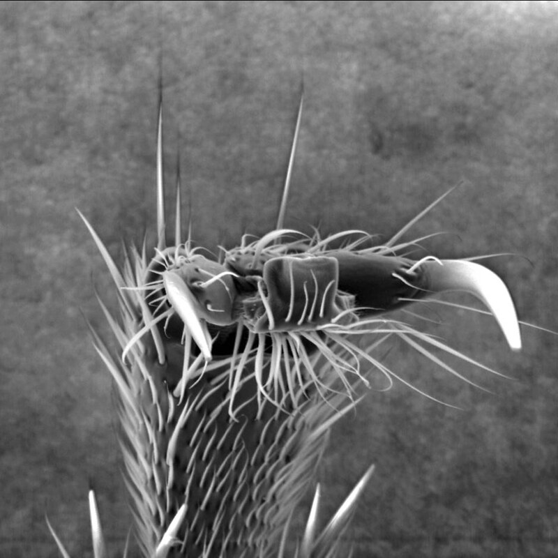 Monstruosités au microscope monstruosites au microscope 23 griffe monstruosites-au-microscope-23-griffe