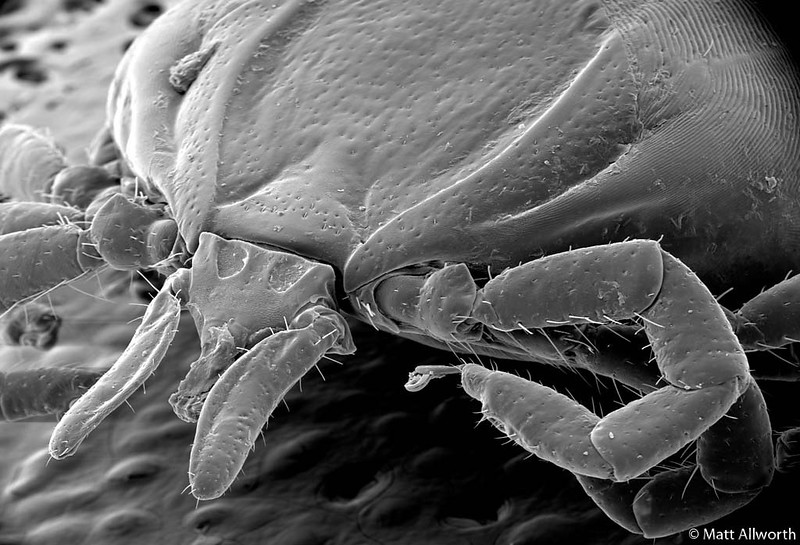 Monstruosités au microscope monstruosites au microscope 7 tique monstruosites-au-microscope-7-tique