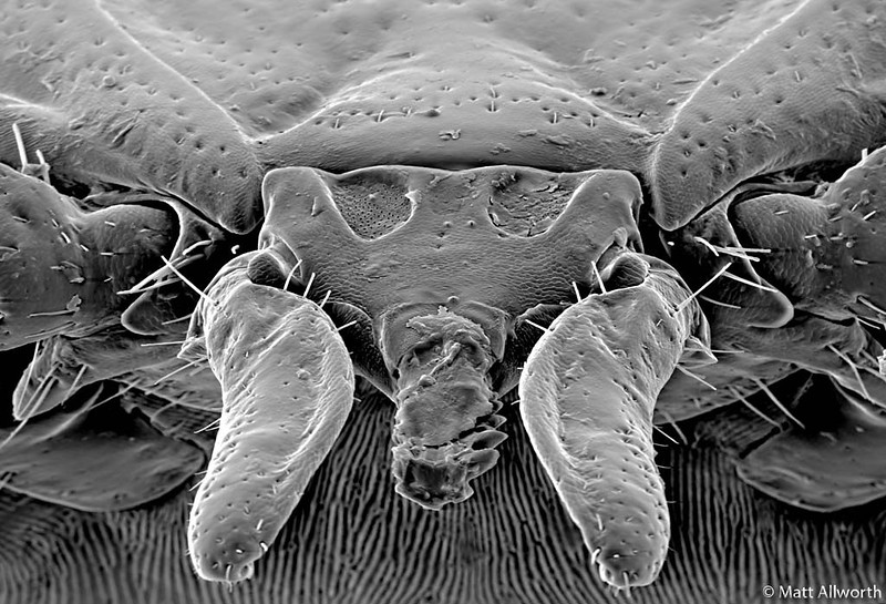 Monstruosités au microscope monstruosites au microscope 8 tique monstruosites-au-microscope-8-tique