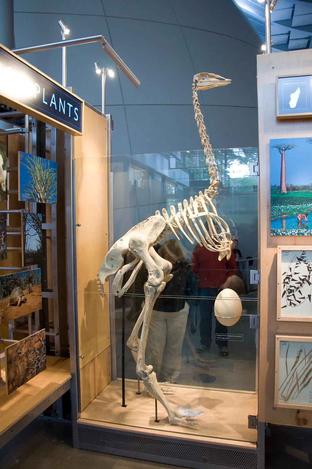 plus gros oeuf du monde oiseau elephant 5 squelette d'oiseau éléphant et son œuf
