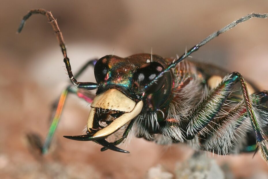 Monstruosités au microscope tete cicindele mandibules monstre Tête de cicindèle Cicindela hybrida en macrophotographie, avec ses grands yeux et ses mandibules acérées