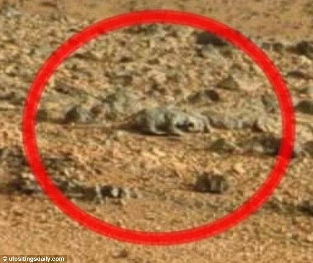 La découverte d'un lézard sur Mars un lezard sur mars 2 un lézard sur mars-2