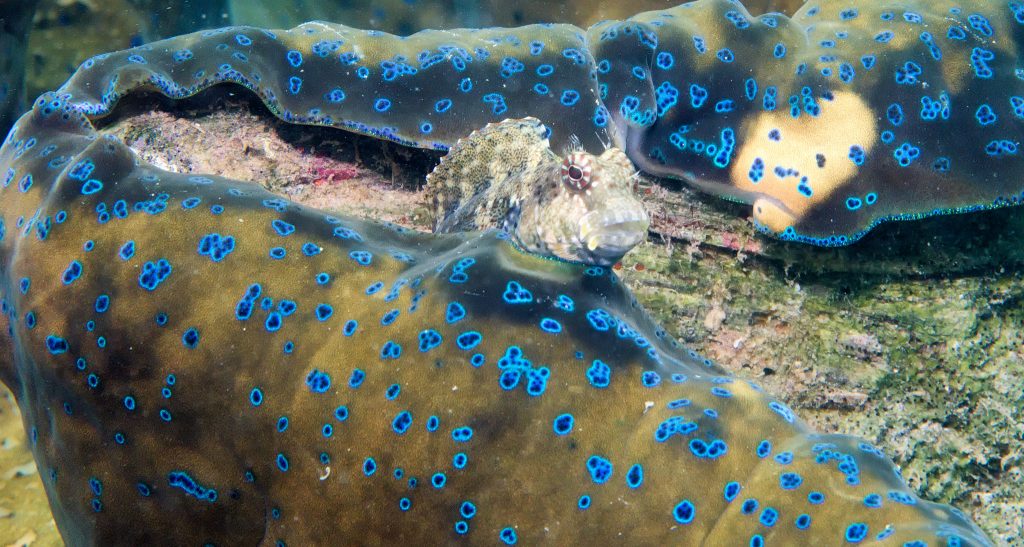 Le bénitier géant ou tridacne géant, merveilleux coquillage en danger benitier geant 10 benitier-geant-10
