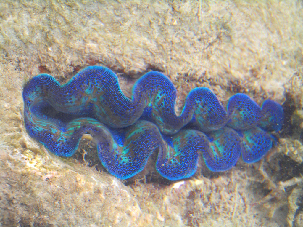 Le bénitier géant ou tridacne géant, merveilleux coquillage en danger benitier geant 12 benitier-geant-12
