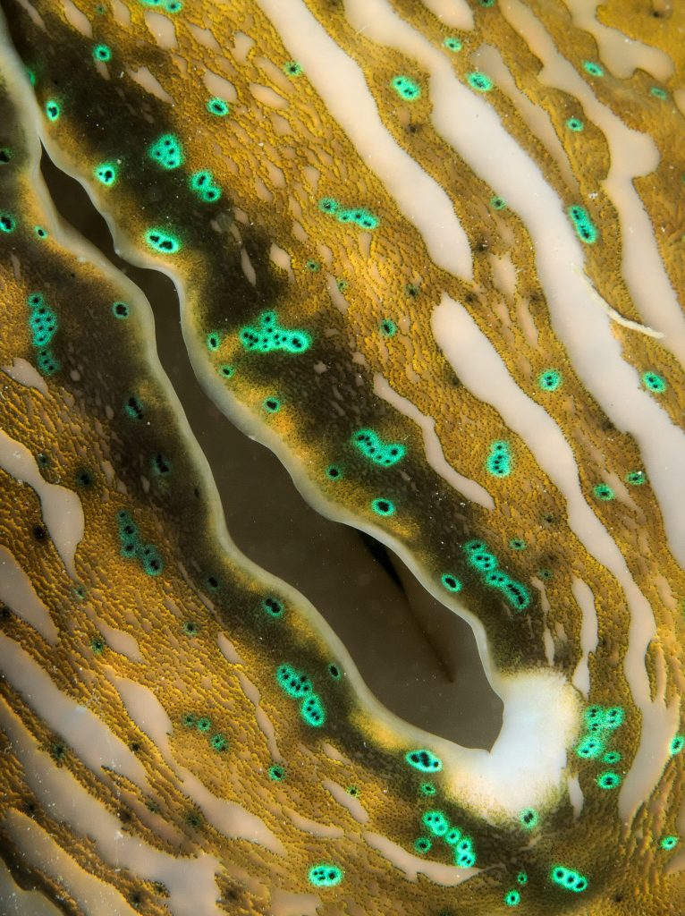 Le bénitier géant ou tridacne géant, merveilleux coquillage en danger benitier geant 13 benitier-geant-13