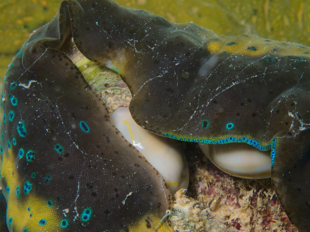 Le bénitier géant ou tridacne géant, merveilleux coquillage en danger benitier geant 15 benitier-geant-15