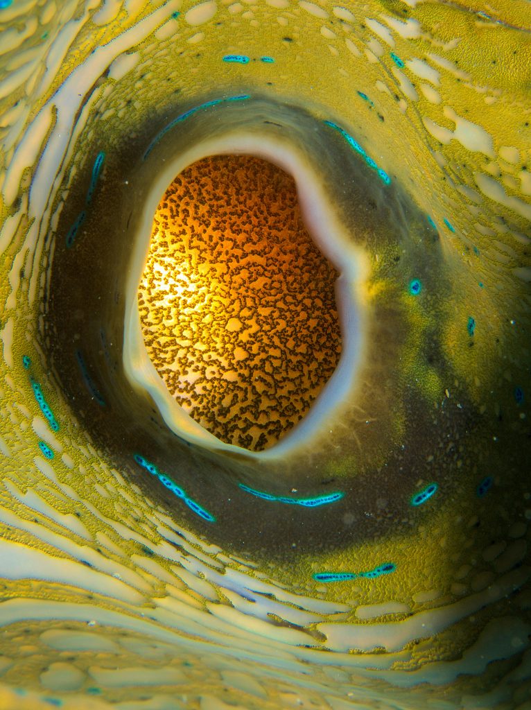 Le bénitier géant ou tridacne géant, merveilleux coquillage en danger benitier geant 4 benitier-geant-4