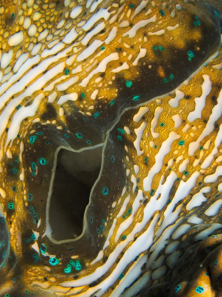 Le bénitier géant ou tridacne géant, merveilleux coquillage en danger benitier geant 5 benitier-geant-5