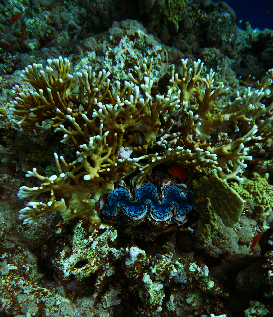Le bénitier géant ou tridacne géant, merveilleux coquillage en danger benitier geant 9 benitier-geant-9