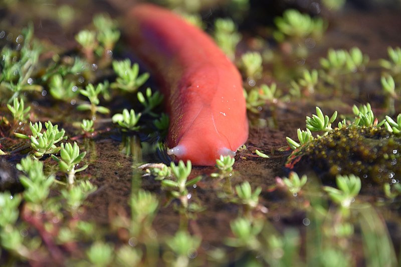 Une limace rose géante limace rose geante kaputar australie 2 limace-rose-geante-kaputar-australie-2