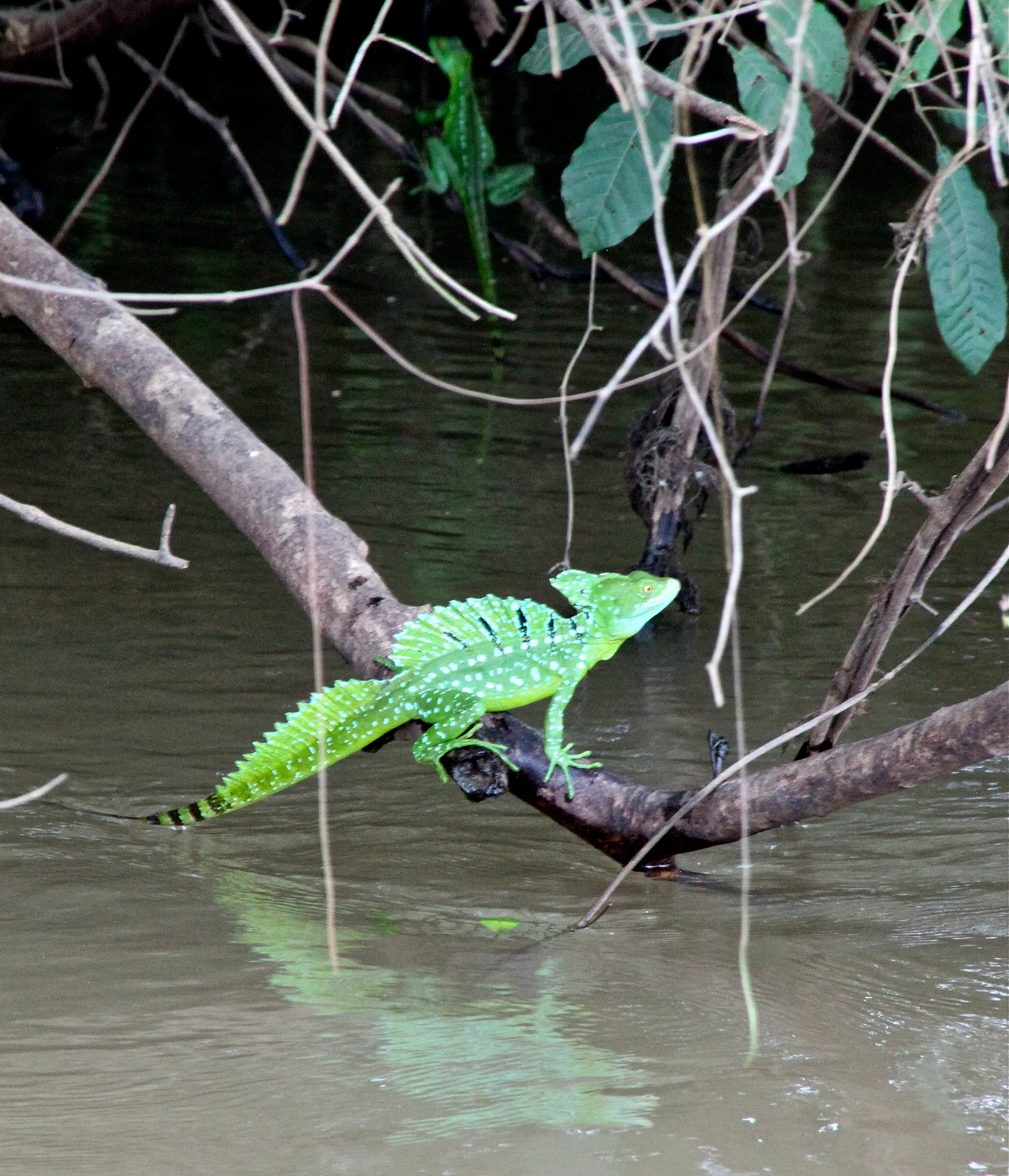 Basiliscus plumifrons, le lézard Jésus Christ Basiliscus plumifrons le lezard Jesus Christ 3 Basiliscus-plumifrons-le-lezard-Jesus-Christ-3