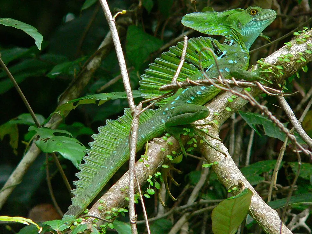 Basiliscus plumifrons, le lézard Jésus Christ Basiliscus plumifrons le lezard Jesus Christ 4 Basiliscus-plumifrons-le-lezard-Jesus-Christ-4.
