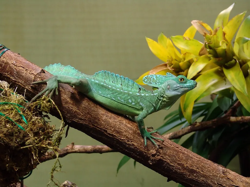 Basiliscus plumifrons, le lézard Jésus Christ Basiliscus plumifrons le lezard Jesus Christ 6 Basiliscus-plumifrons-le-lezard-Jesus-Christ-6
