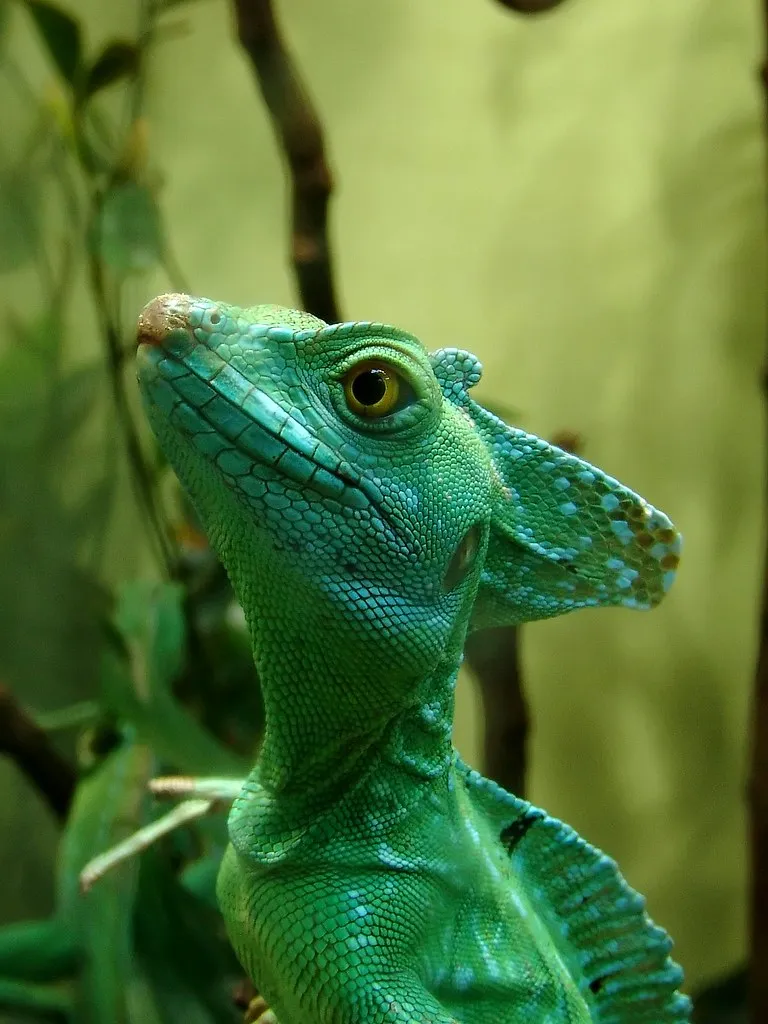 Basiliscus plumifrons, le lézard Jésus Christ Basiliscus plumifrons le lezard Jesus Christ 7 Basiliscus-plumifrons-le-lezard-Jesus-Christ-7.