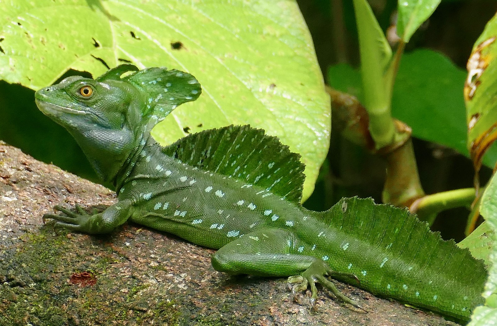 basilic vert basiliscus plumifrons costa rica basilic vert basiliscus plumifrons costa rica