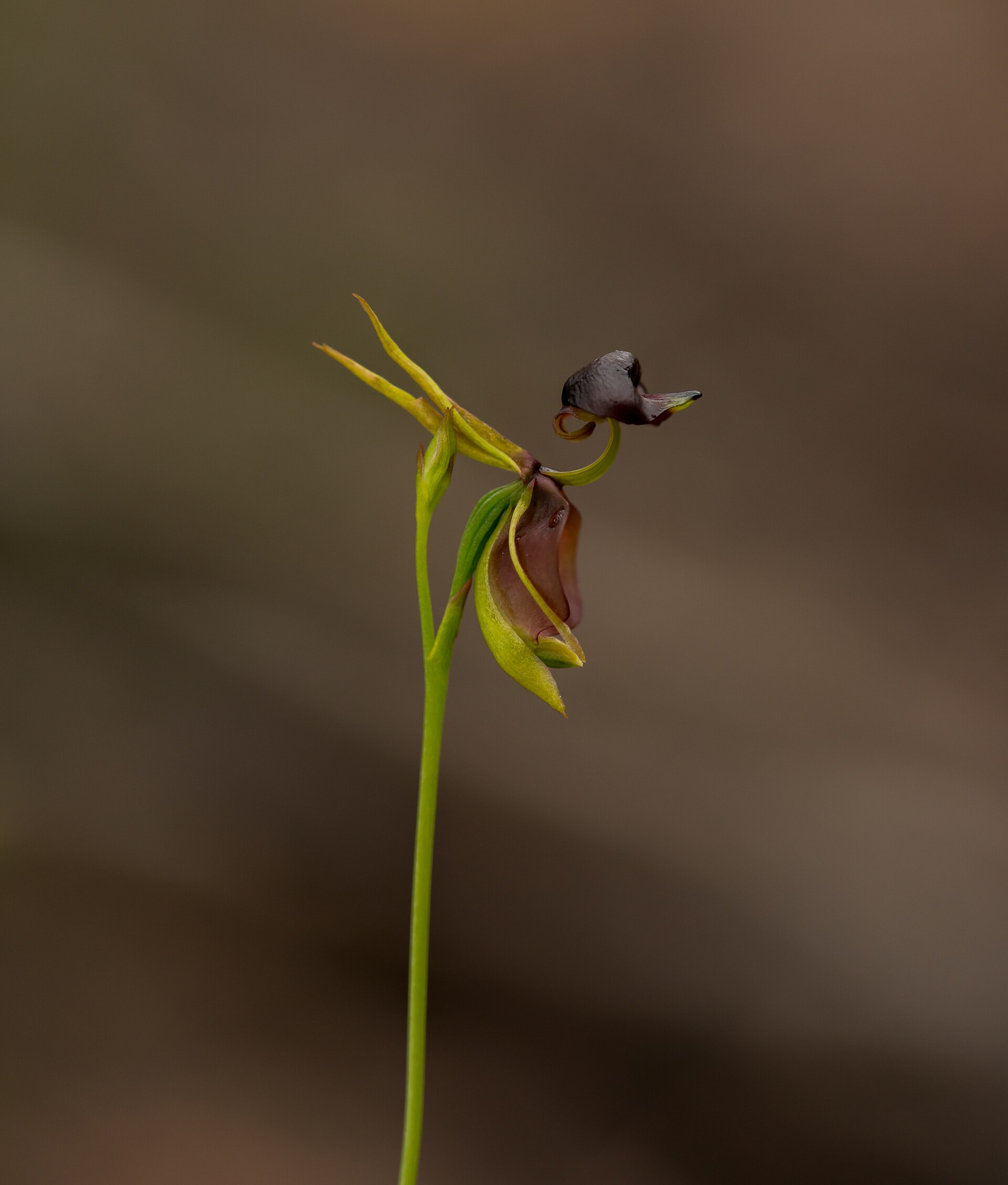 caleana major orchidee canard volant Gros plan d'une fleur Caleana major en forme de canard volant, photographiée en Australie