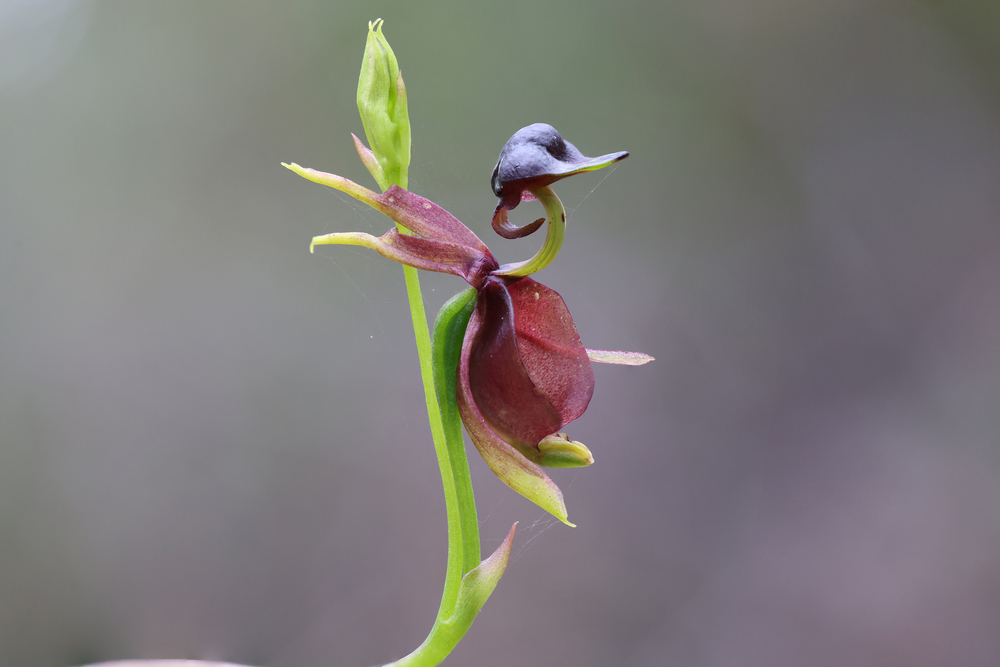 La magnifique orchidée canard volant orchidee canard volant caleana major 10 orchidee-canard-volant-caleana-major-10