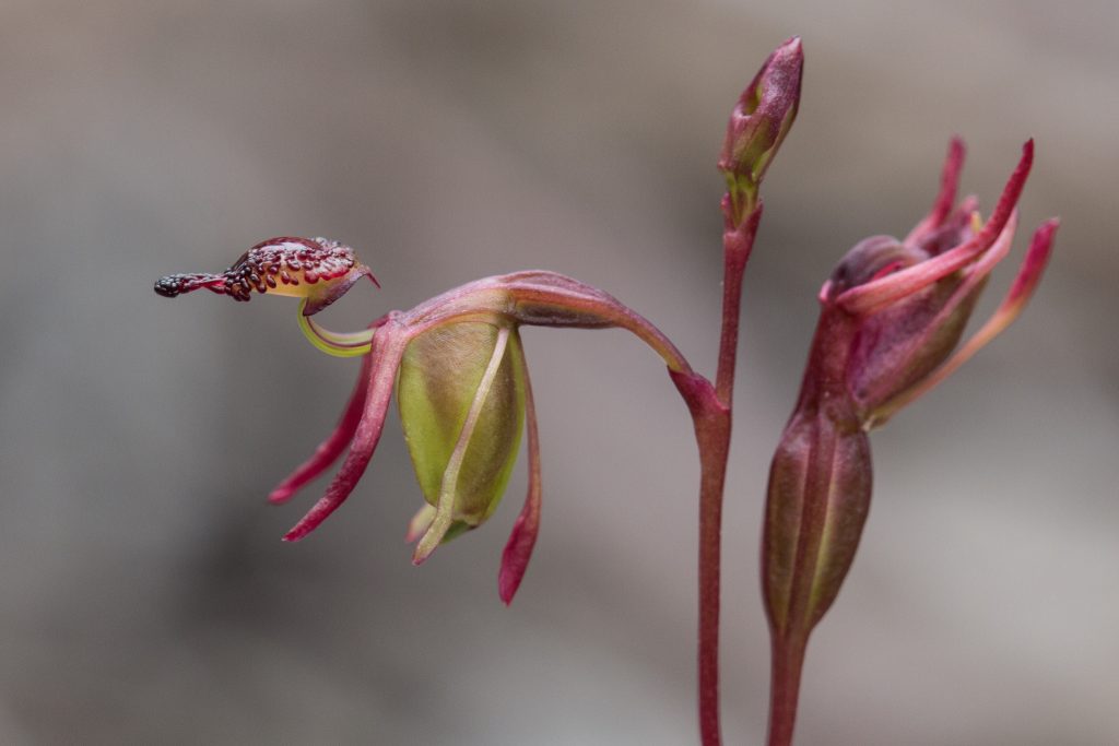 La magnifique orchidée canard volant orchidee canard volant caleana major 5 orchidee-canard-volant-caleana-major-5