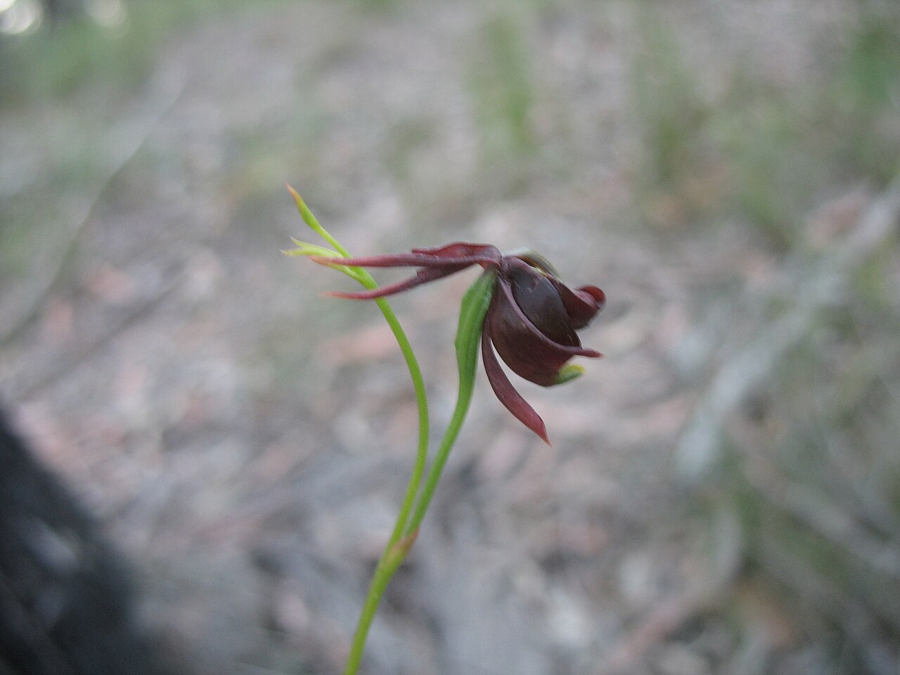 orchidee canard volant labelle declenche Caleana major avec son labelle articulé déclenché, mécanisme permettant de piéger temporairement un pollinisateur