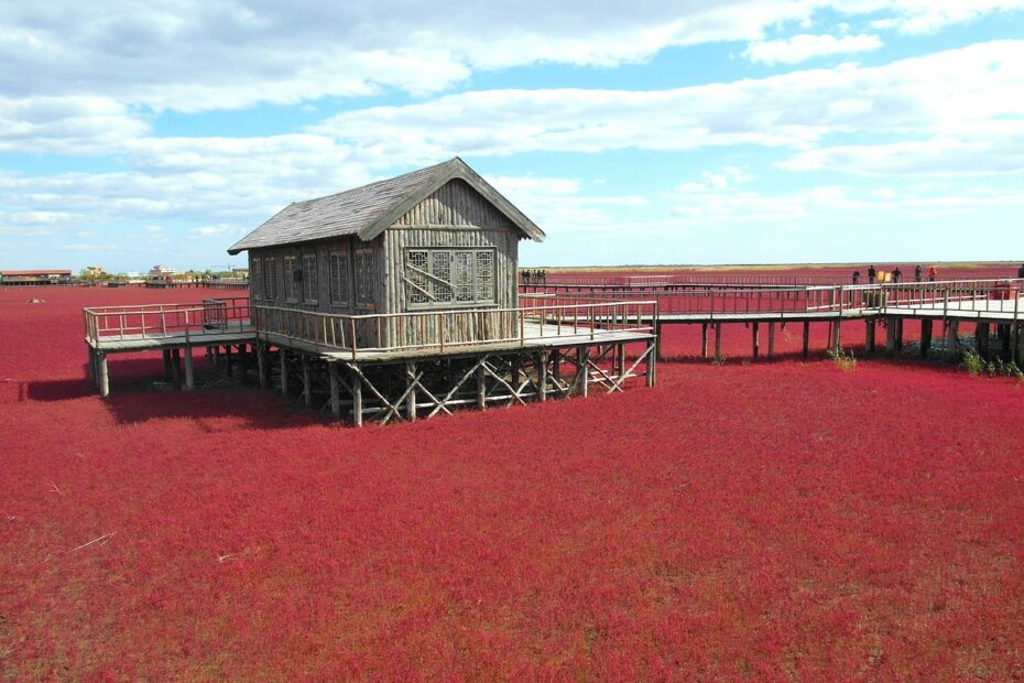 Plage rouge de Panjin : pourquoi Red Beach devient-elle rouge ? passerelles au dessus de red bach panjin passerelles au dessus de red bach panjin