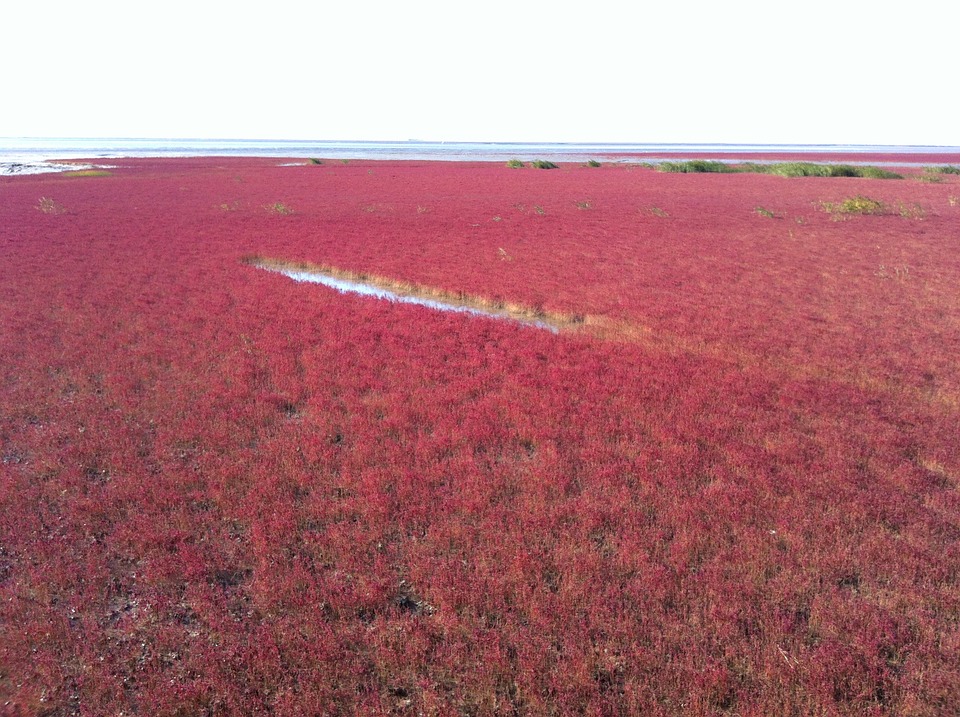 Une incroyable plage rouge en Chine plage rouge en chine 2 plage-rouge-en-chine-2