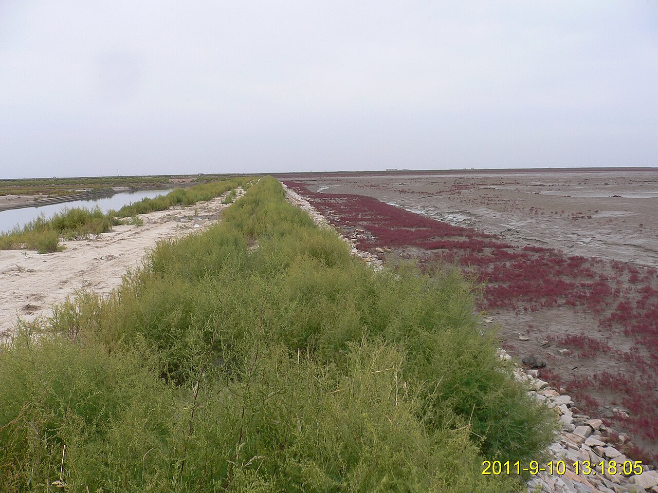 Marais rouge de Red Beach à Panjin en Chine Marais rouge de Red Beach à Panjin en Chine